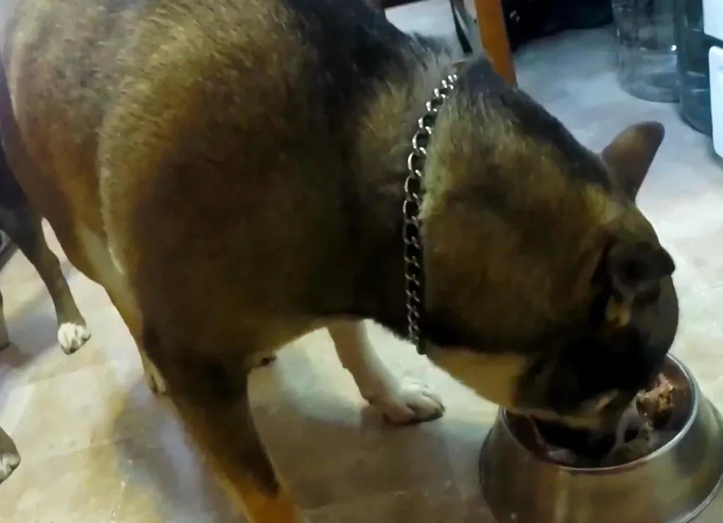 Raw feeding dog in better physique