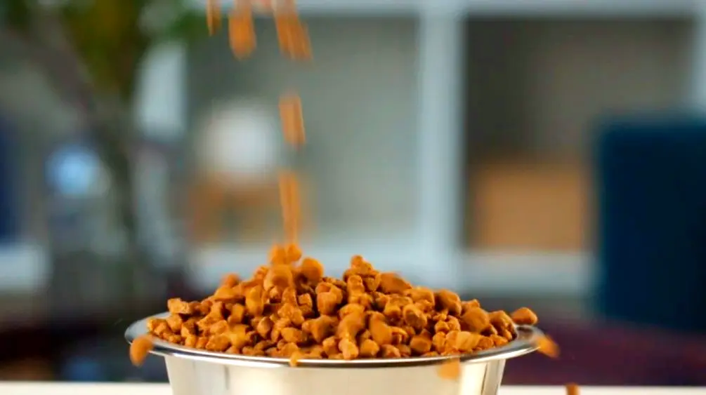 cold pressed dog food in a bowl