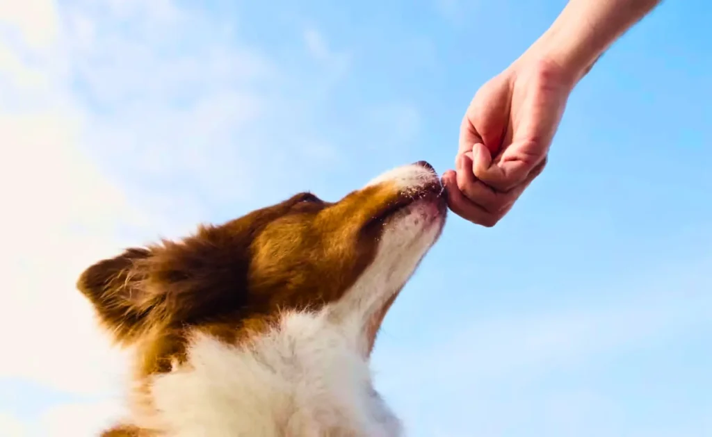 Dog with closed eyes not eating food in front of hand