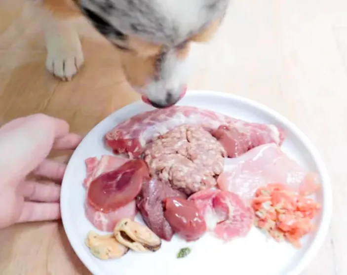 Dog keenly eating raw food. 
