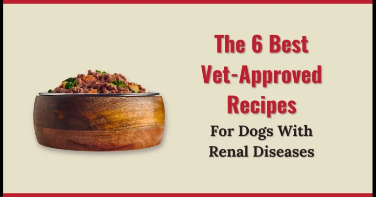 The 6 best vet approved recipes For Dogs With Renal Diseases