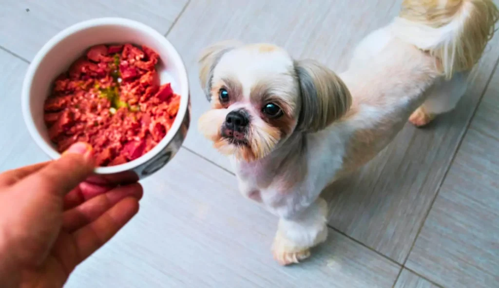 hypoallergenic Food in bowl and dog looking at owner's hand to feed him