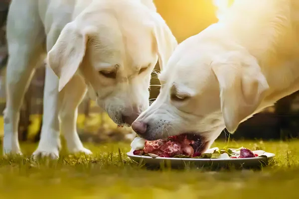 2 dog eating in one plate