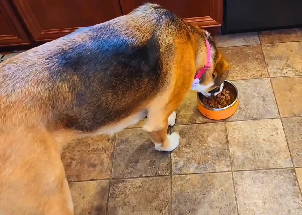 Dog eating wet food