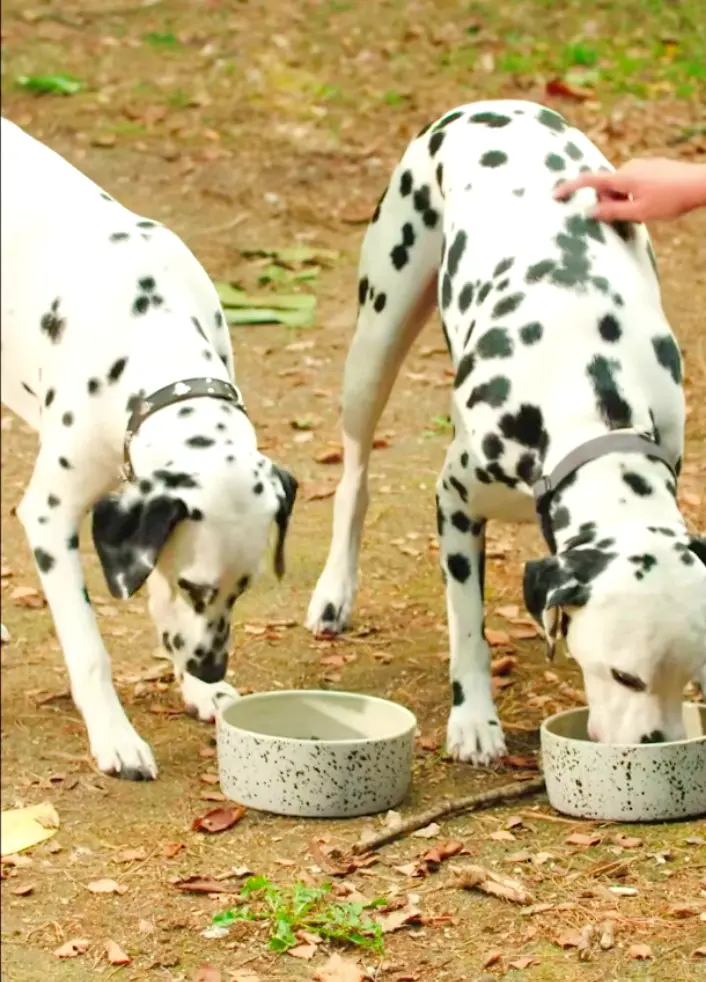 2 dogs eating food in separate 2 bowls