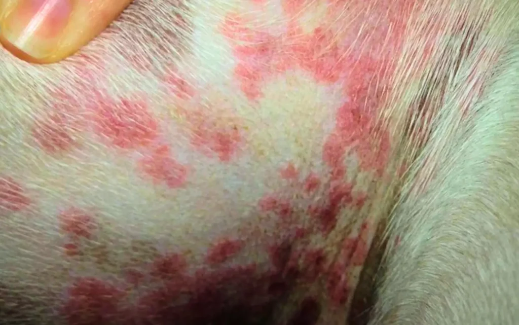 Dog with allergy ( red dots on dog skin)