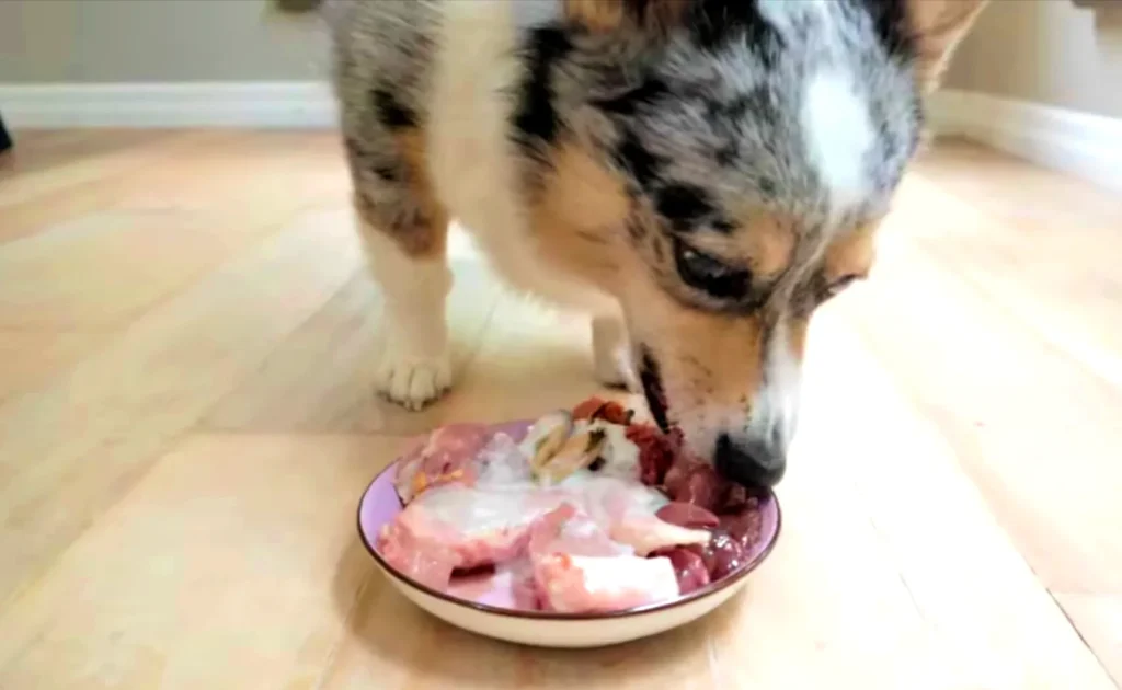 How often should dogs eat raw meat?