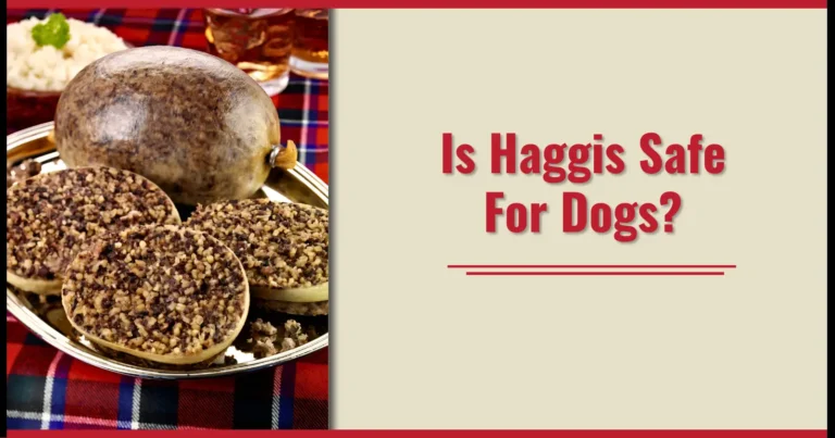 A plate of with the words is haggis safe for dogs?