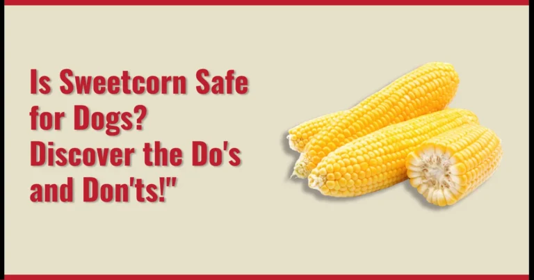 Is Sweetcorn Safe for Dogs Discover the Dos and Donts