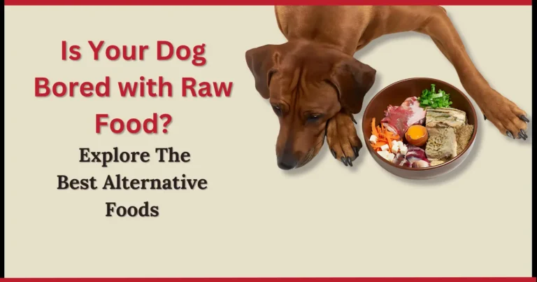 Is Your Dog Bored with Raw Food Explore The Best Alternative Foods