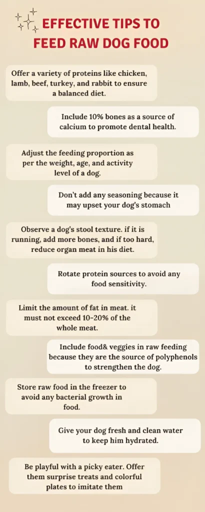 Effective tips to feed raw dog food to dogs Infographic
