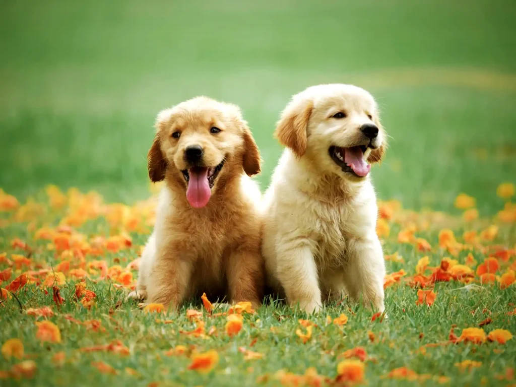 Two golden retriever puppies have fun in a field of flowers, but beware - pollen could trigger allergies!
