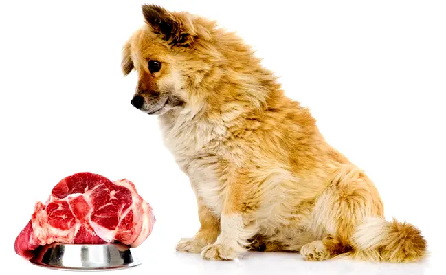 Dog sitting in front of meat  in his bowl