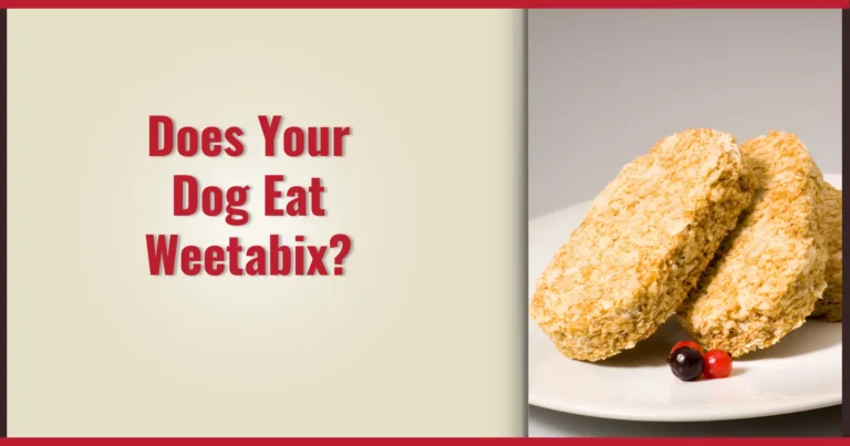 Does your dog eat Weetabix a detailed guide