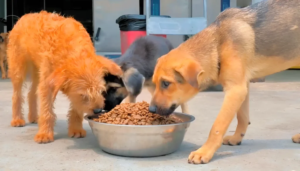 Three dogs eating food out of a metal bowl