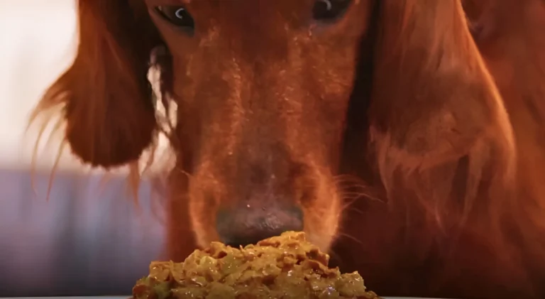 a close up of a dog eating wet food off of a plate