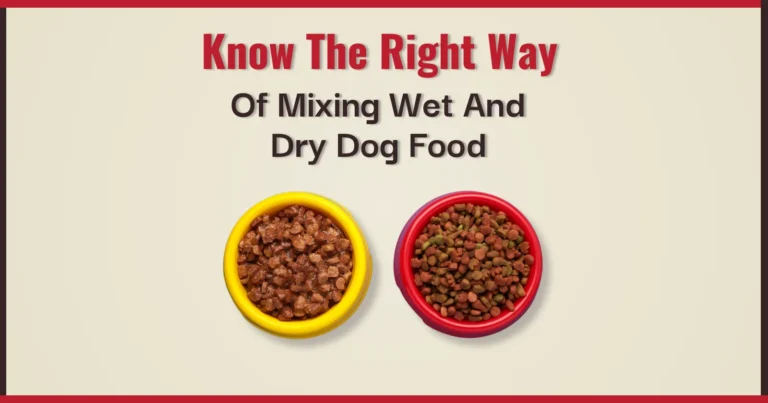 a detailed guide of wet and dry dog food mixing