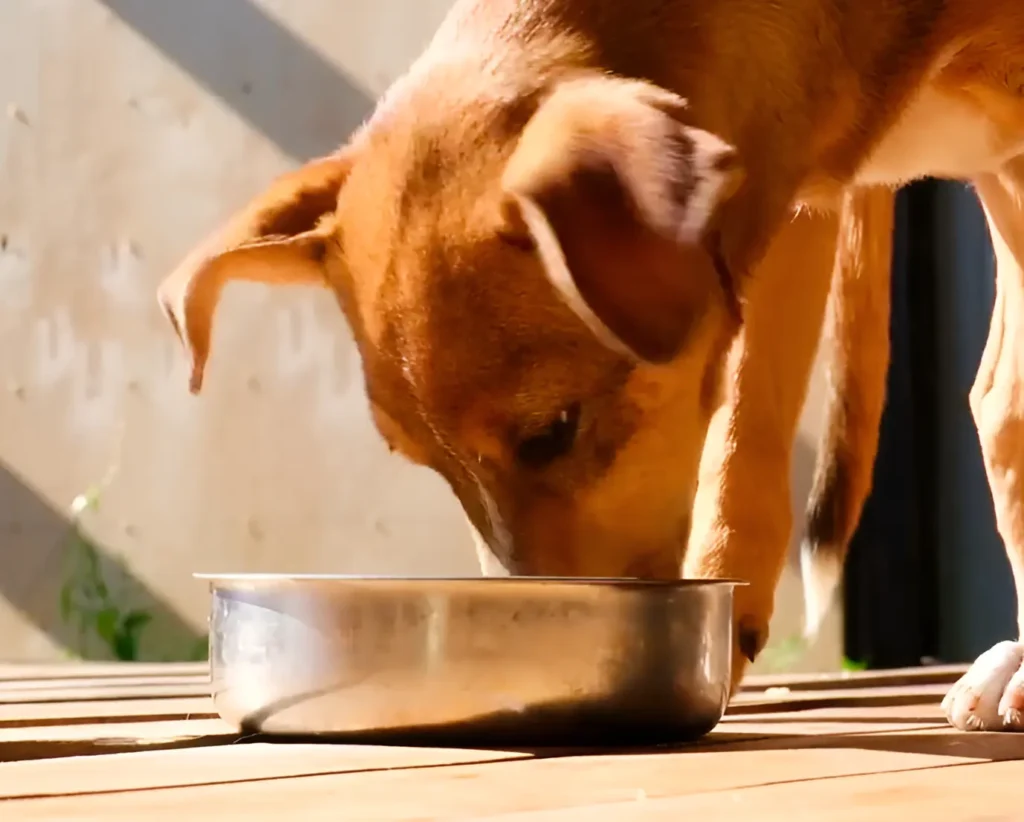 a brown dog eating hard food out of a metal bowl