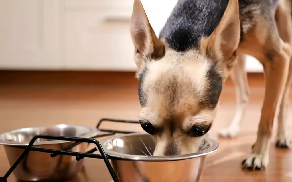 a dog eating out of a metal bowl