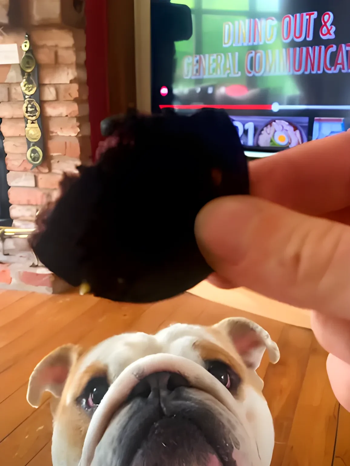 A dog’s owner showing him a piece of black pudding, but he never wait for more.