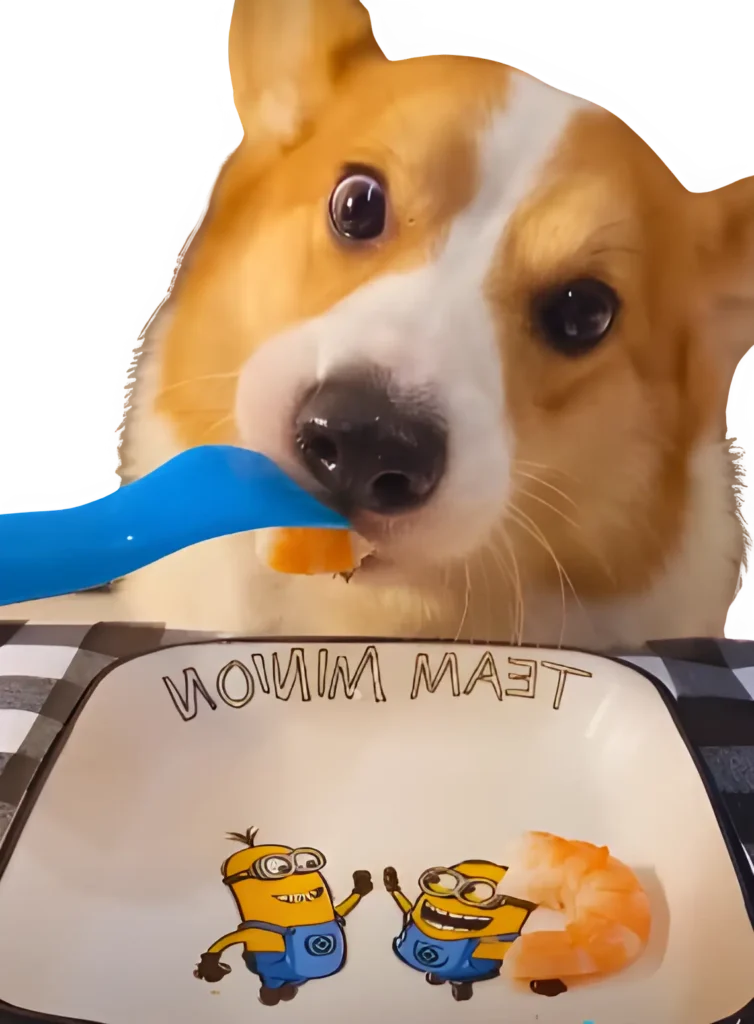 A Pembroke Welsh Corgi dog is eating cooked shrimp from a white plate with two minions on it.