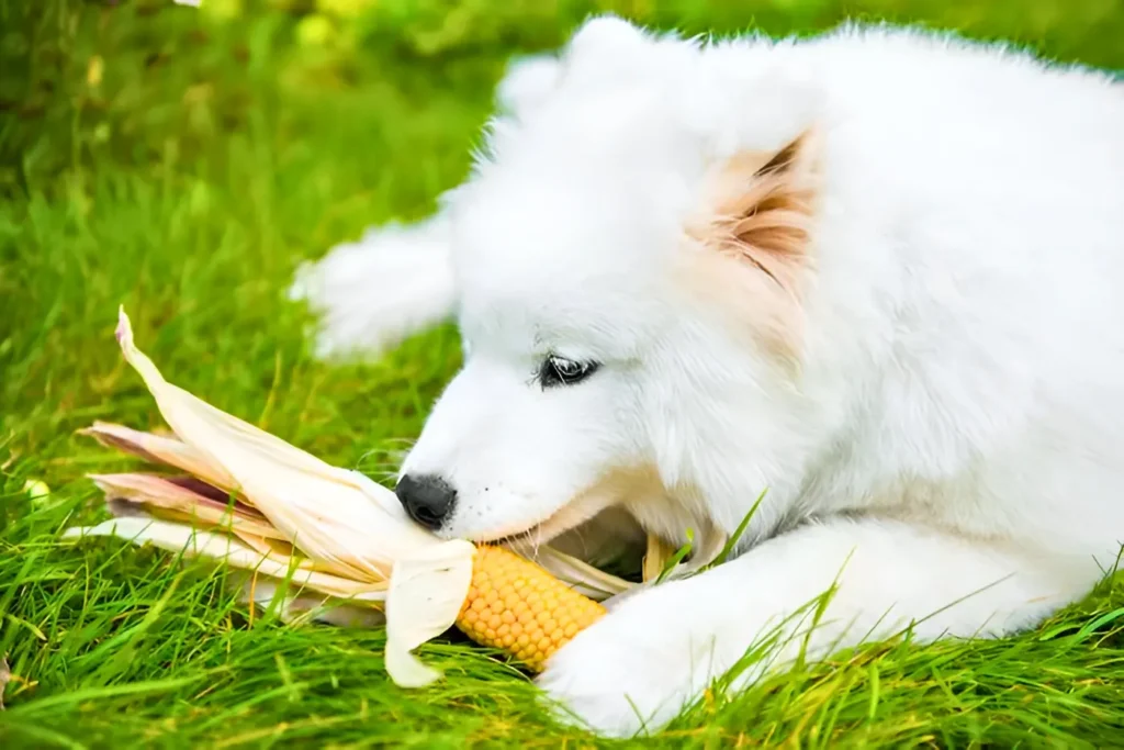 a white dog eating a corn while lying on the grass