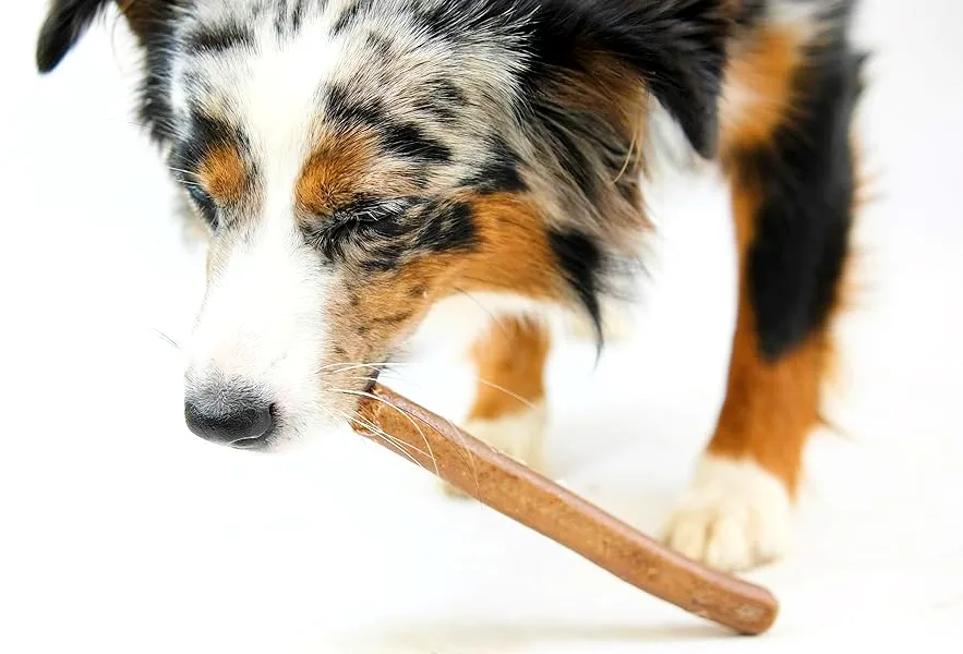 A dog is enjoying black pudding stick as he can finish it fully.