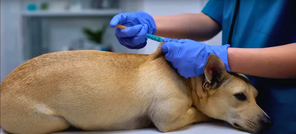 A dog visited to a vet when exposed to a toxic food.