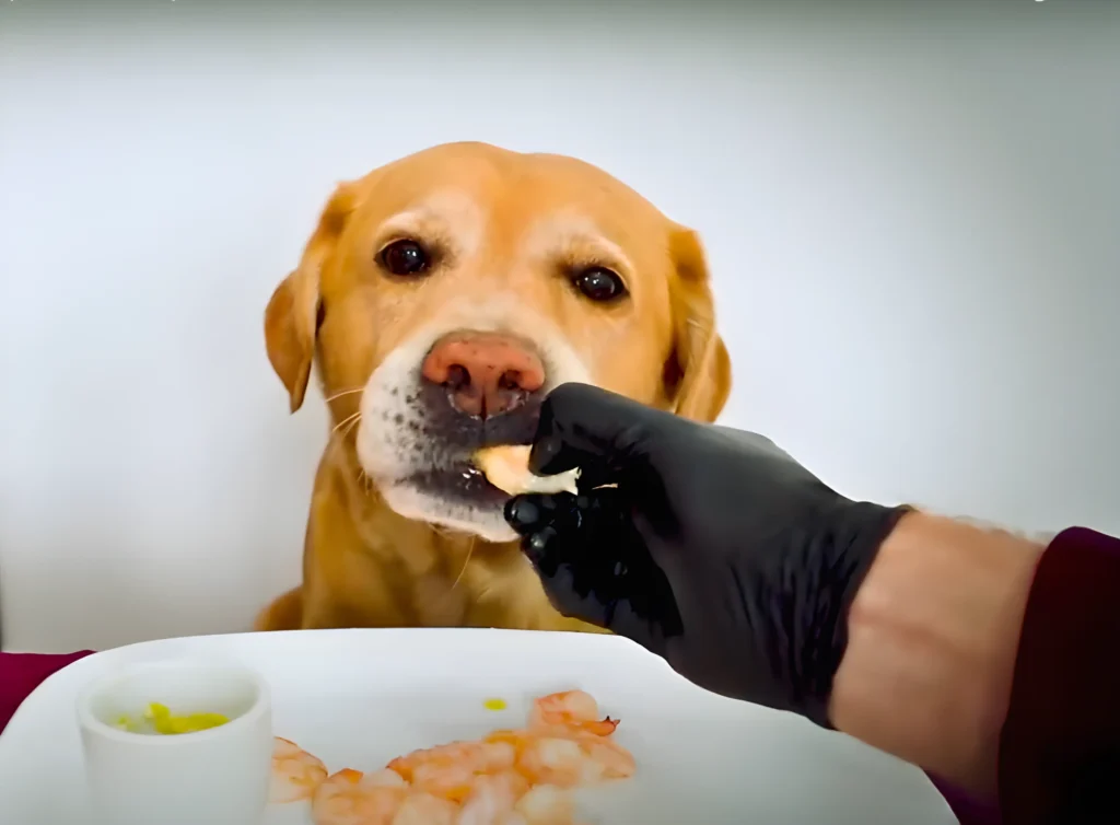 dogs always enjoy cooked prawns as they smells good