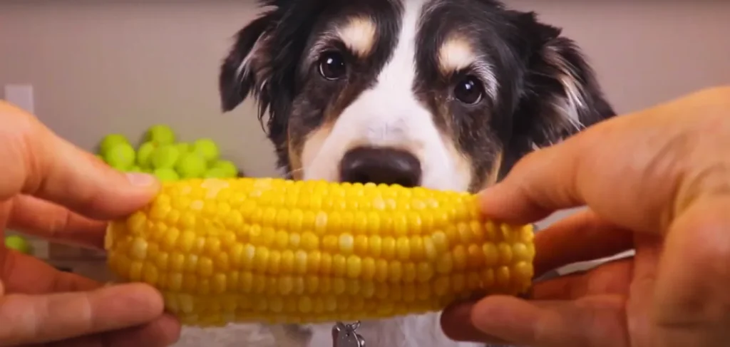 Close-up of a white and black dog, ready to chew fresh yellow corn.