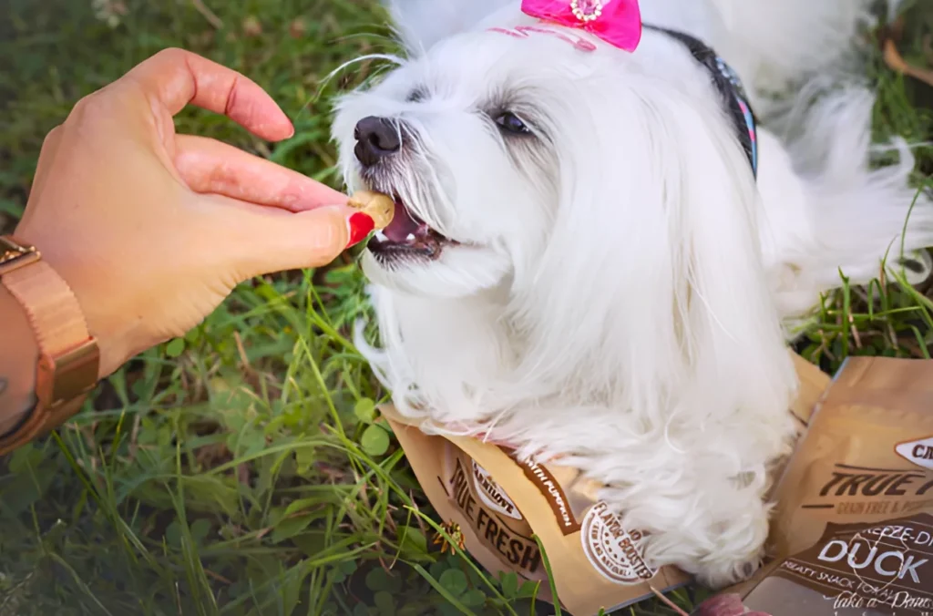 A women giving treat to a white dog with a pink bow