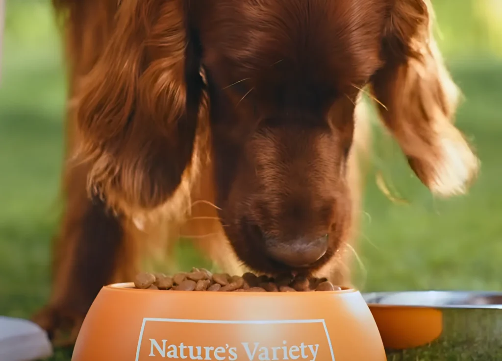 A dog eating Complete freeze-dried food with chicken by Nature's Variety