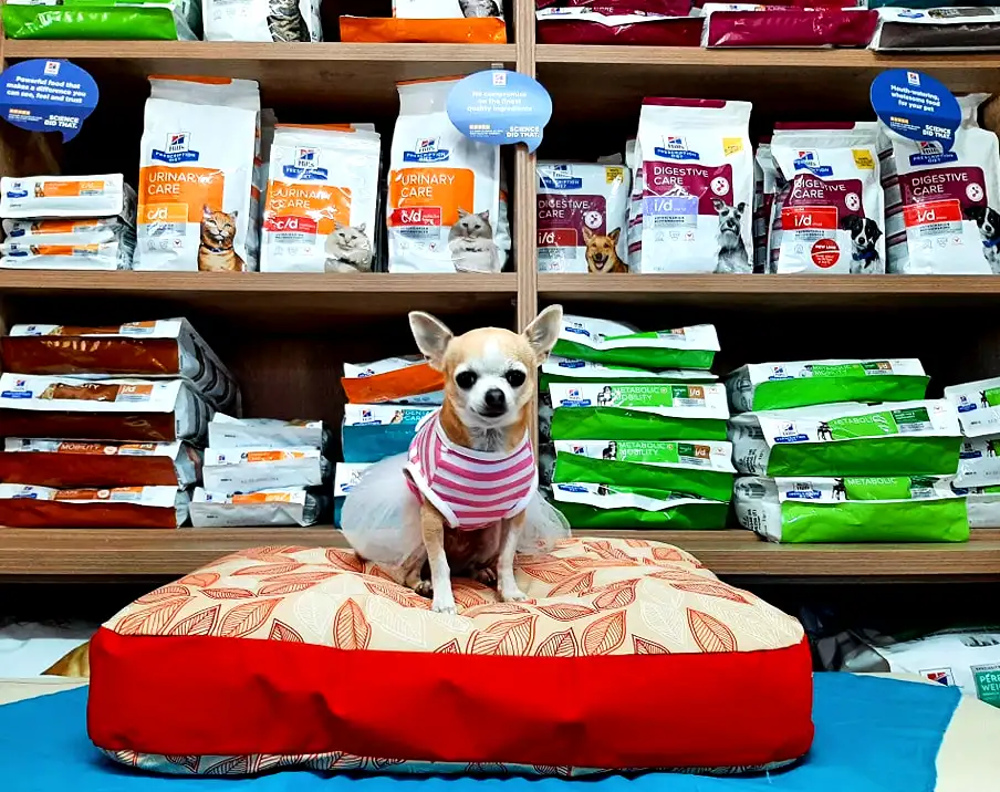 a dog sitting on a pillow in front of a dog food display