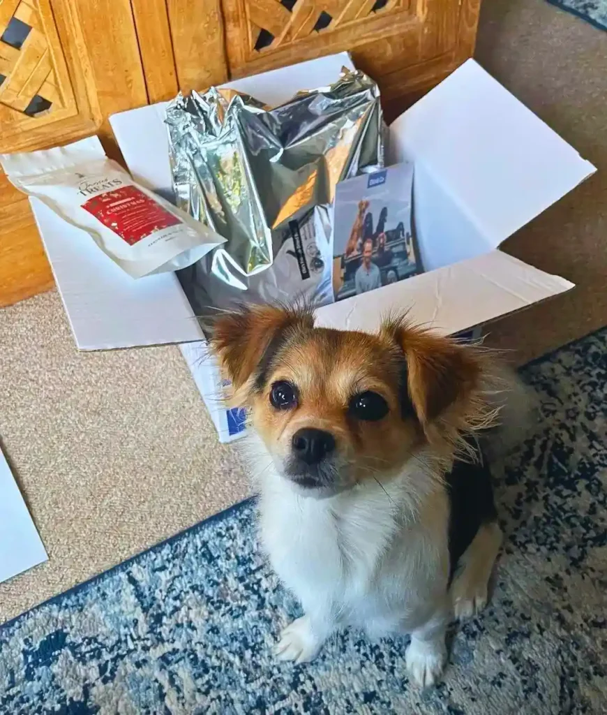 a small dog sitting on the floor in front of a box