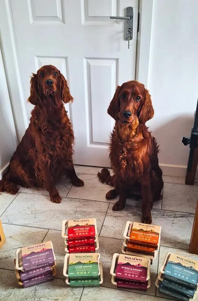 two dogs sitting next to Lamb core raw frozen 80-10-10 dog food by Wilson Pet food