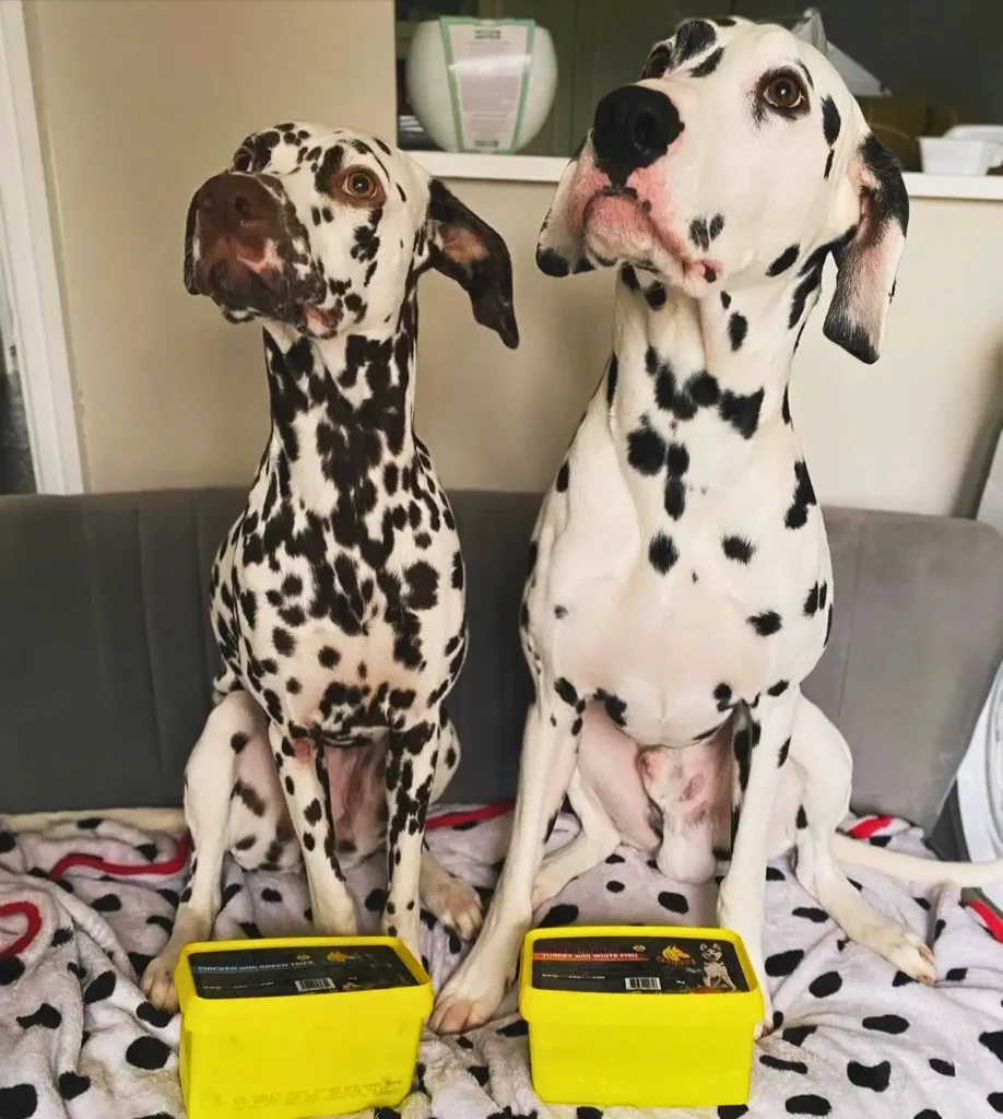 two dalmatian dogs are sitting on a couch and Turkey and white fish with offal by prodog raw boxes infront of them