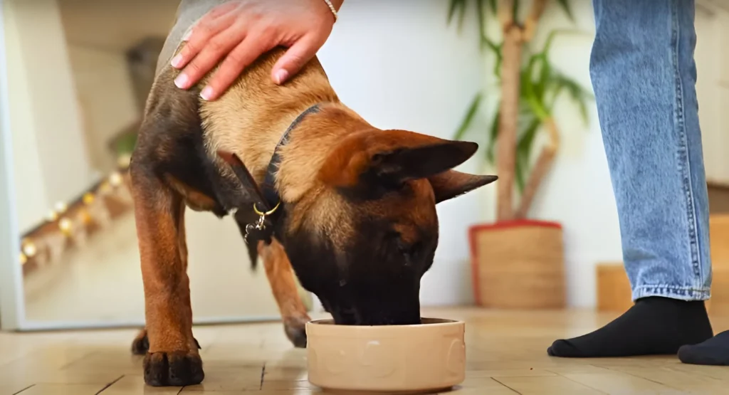 a dog is eating out of a bowl