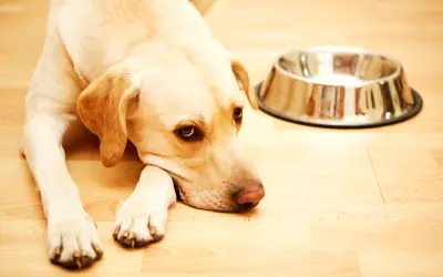 a dog laying on the floor next to a bowl of food