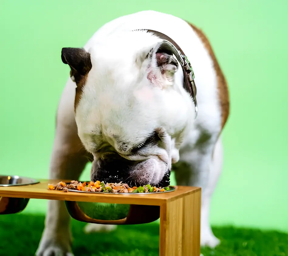 Dog eating Applaws 100% Natural Wet Dog Food 