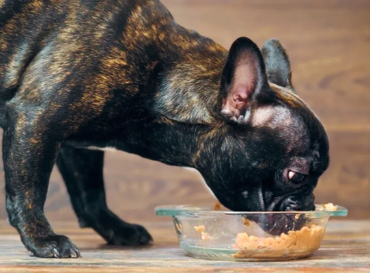 a dog eating food out of a bowl