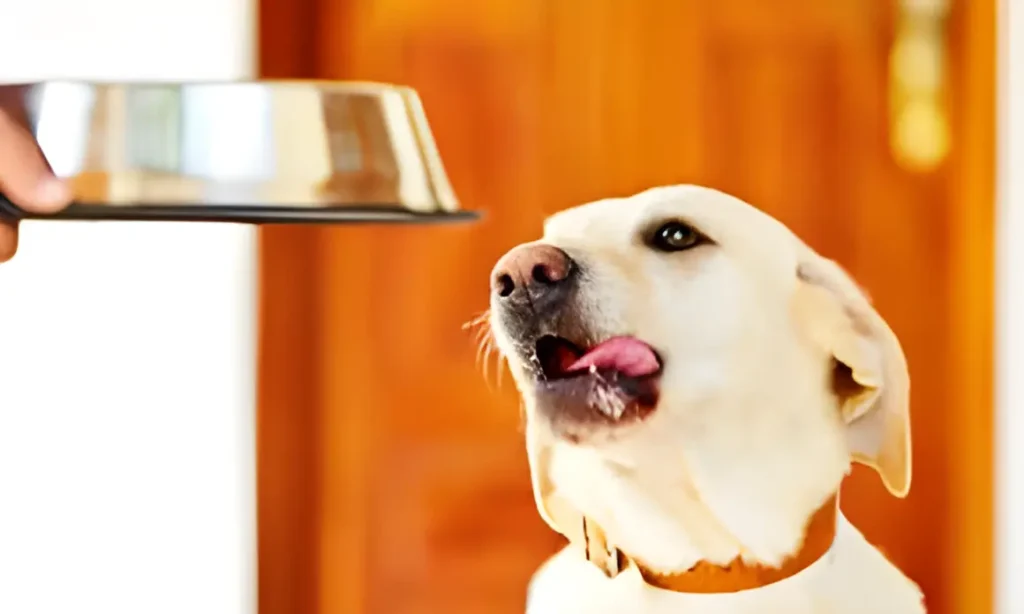 a dog is being fed a bowl of food