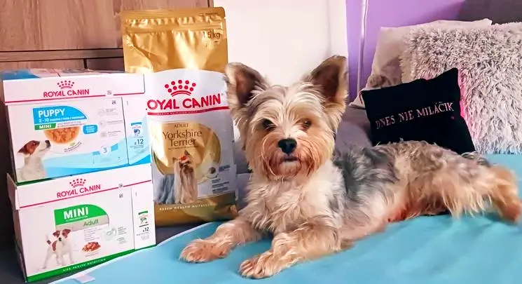 a dog laying on a bed next to boxes of dog food